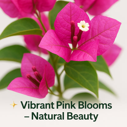 Bougainvillea (Pink)