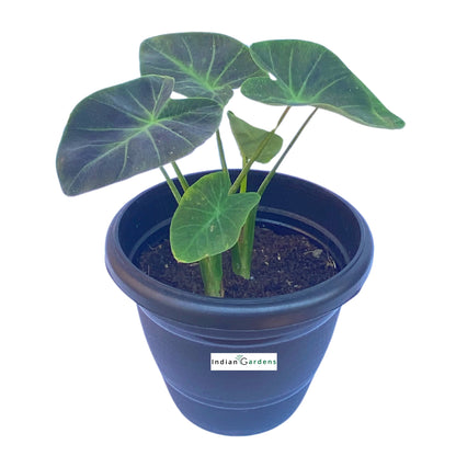 Colocasia Coal Minor