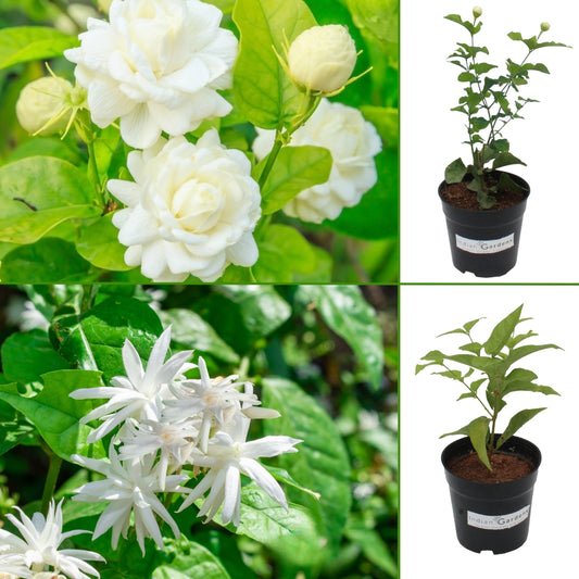 Mogra & Mysore Malli