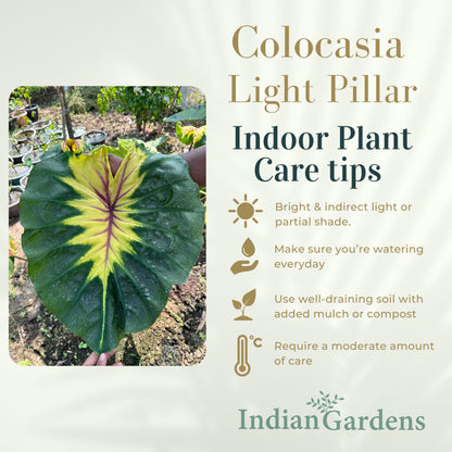 Colocasia Light Pillar Indoor Plant