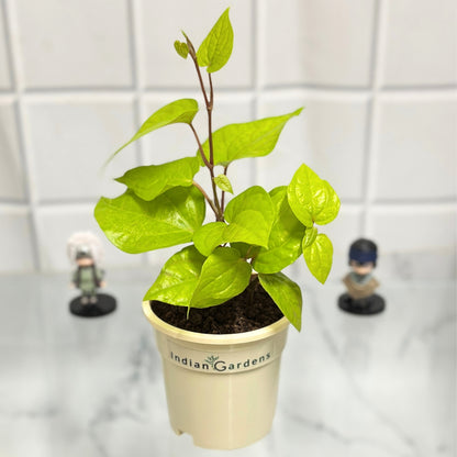 betel plant is indoor or outdoor Betel Plant with Premium Pot Indoor Plant – Indian Gardens