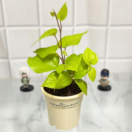 Betel Plant  with Premium Pot Indoor Plant