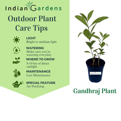 Gandhraj Plant with 4 inch Pot