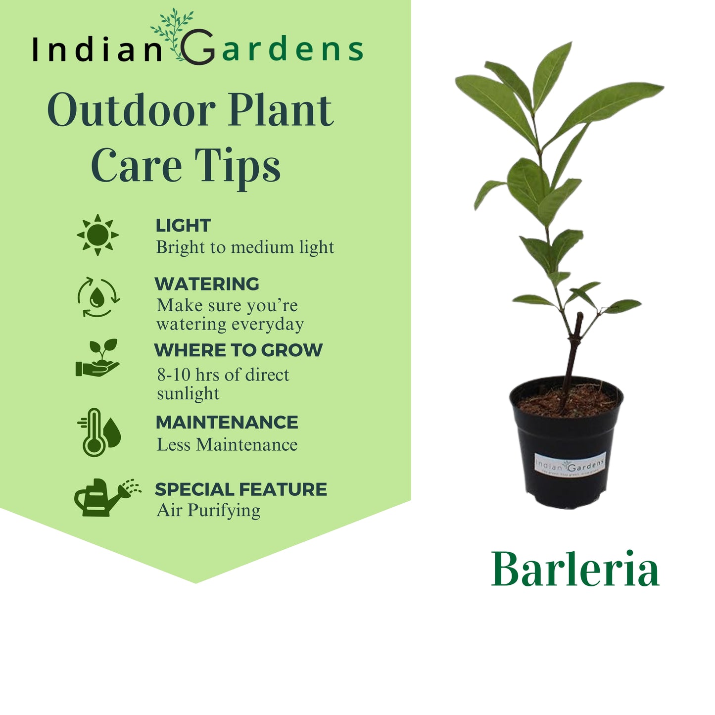 Barleria