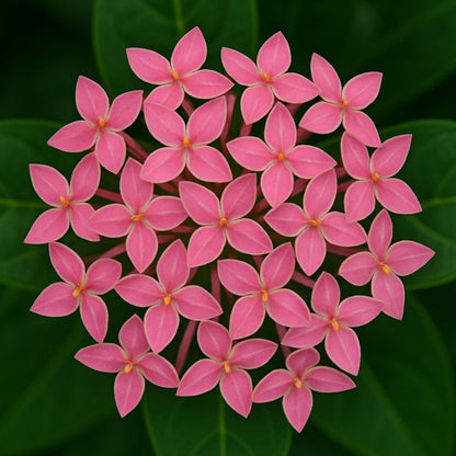 Ixora Pink