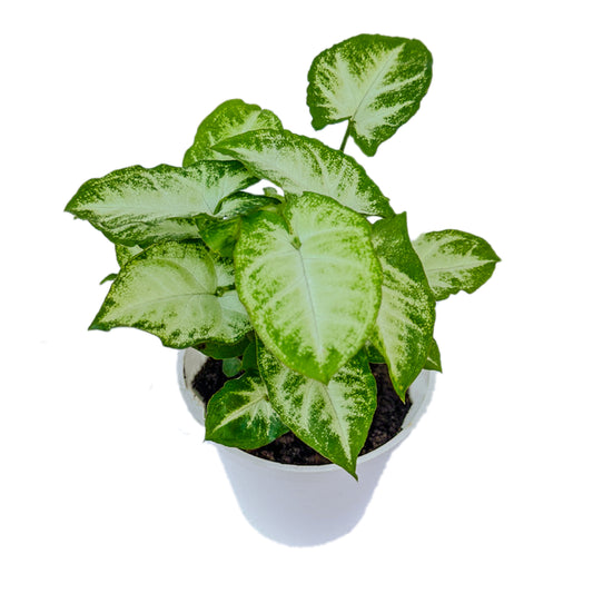 Syngonium Pixie indoor live plant White pot