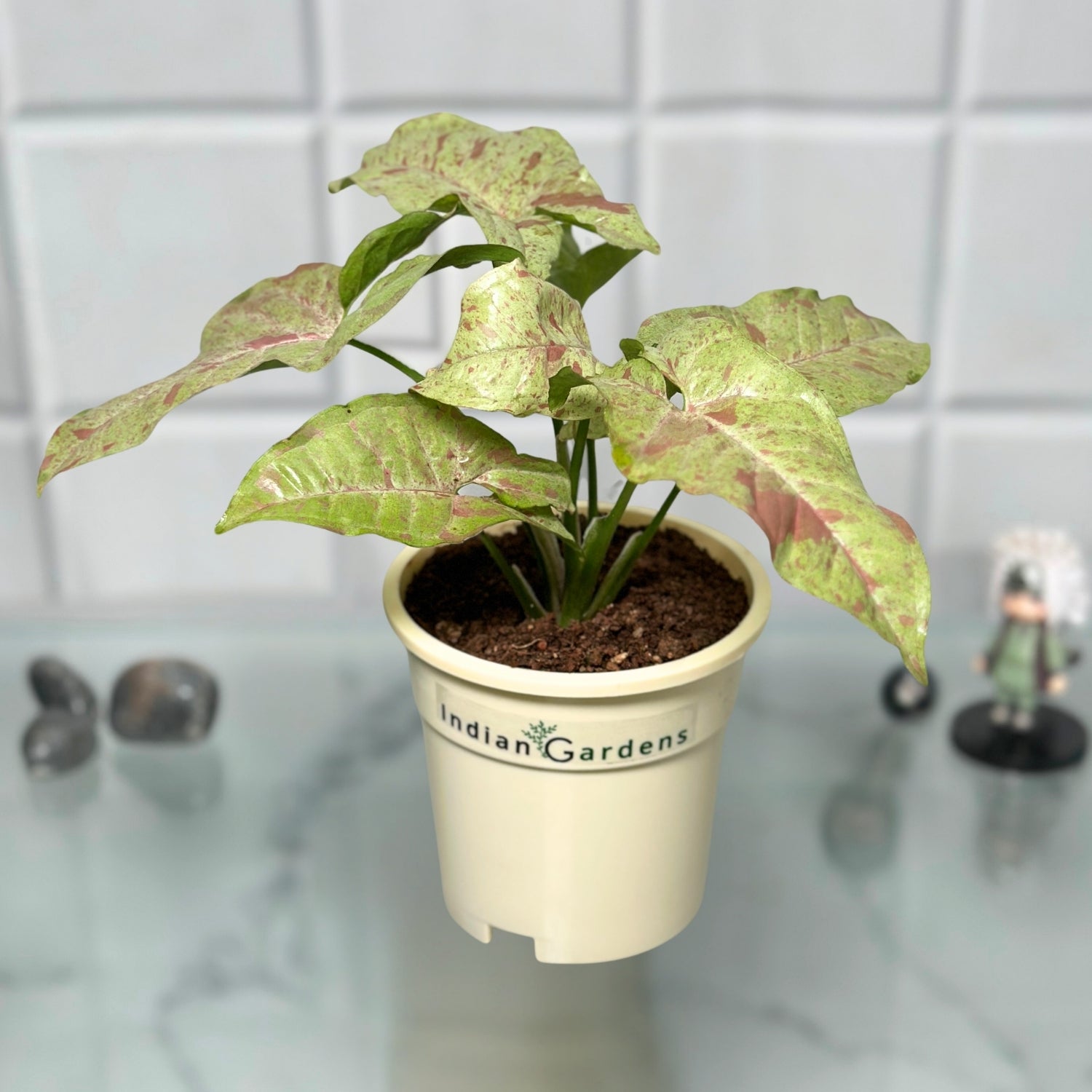 Singonis Syngonium Confetti with Premium Pot Indoor Plant – Indian Gardens