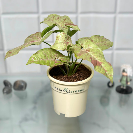 Syngonium Confetti with Premium Pot Indoor Plant