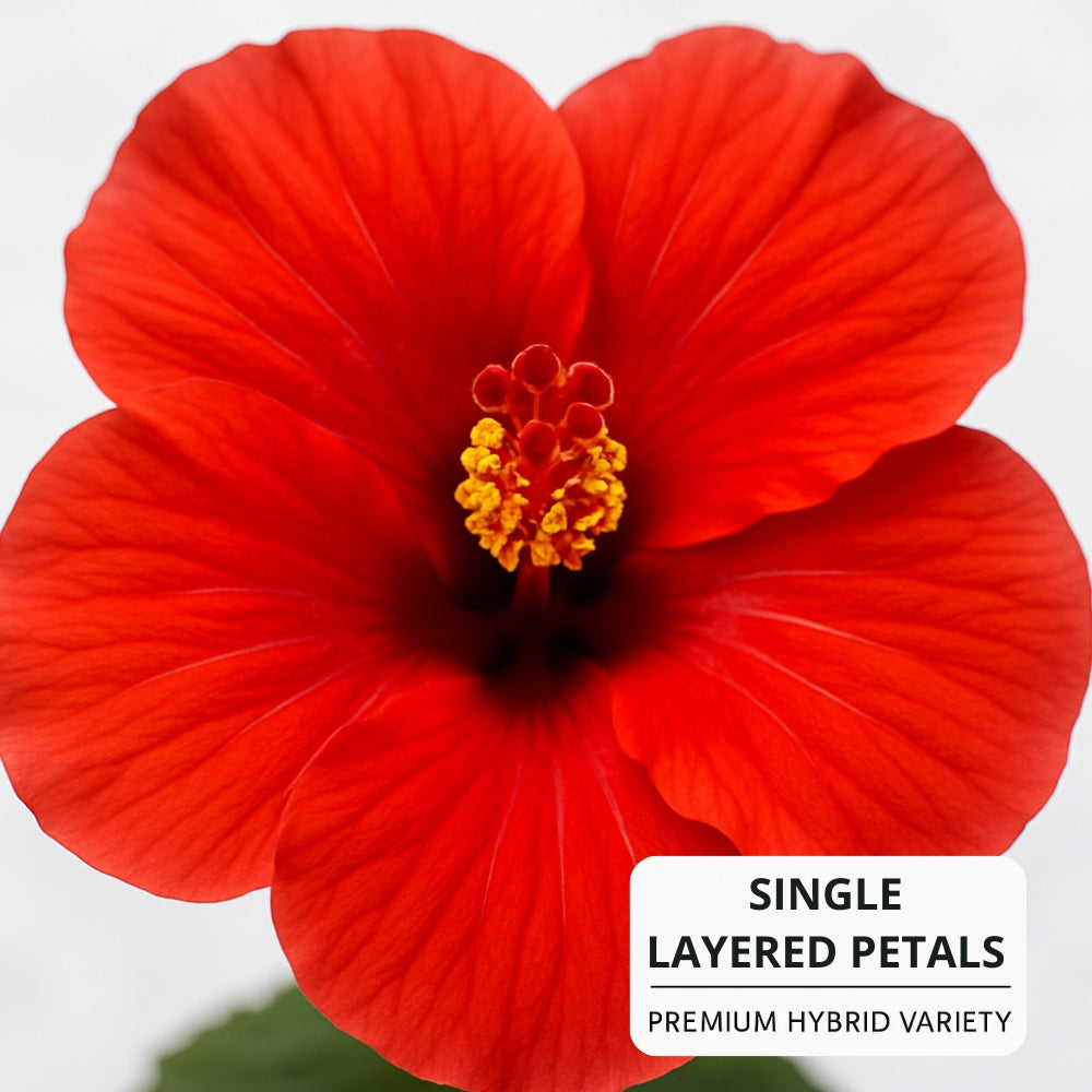 Hibiscus Red Colour – Indian Gardens