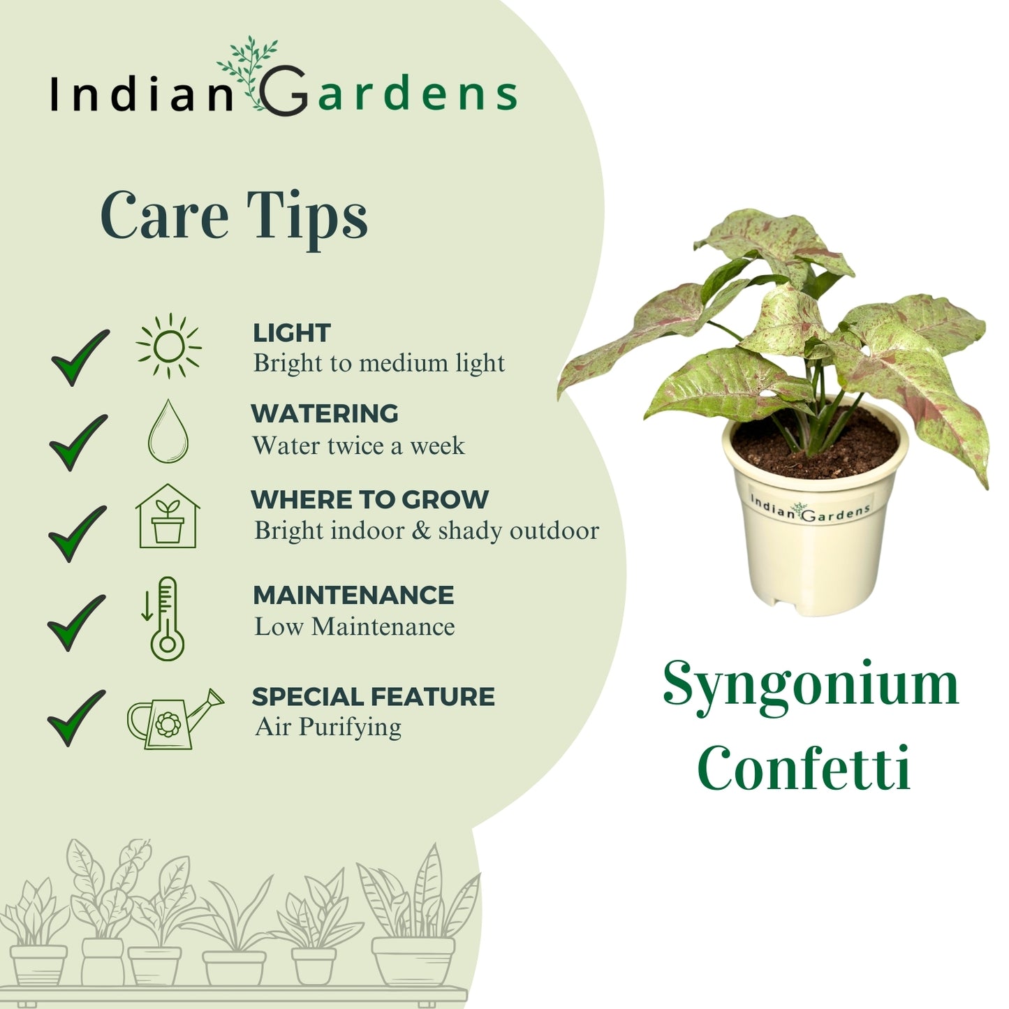 Syngonium Confetti with Premium Pot Indoor Plant