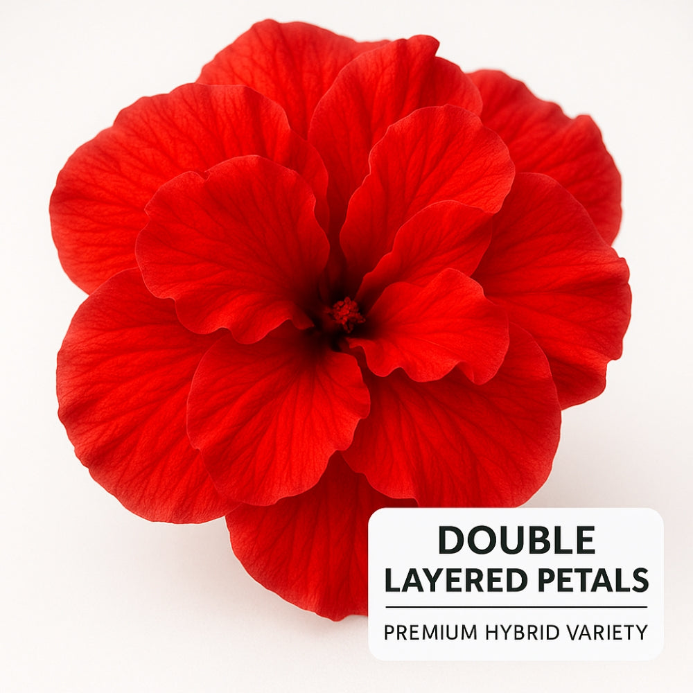 Hibiscus Double