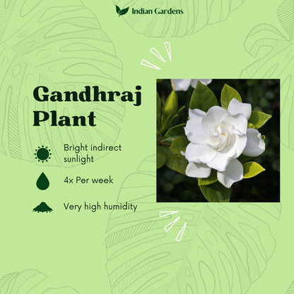 Gandhraj Plant with 4 inch Pot