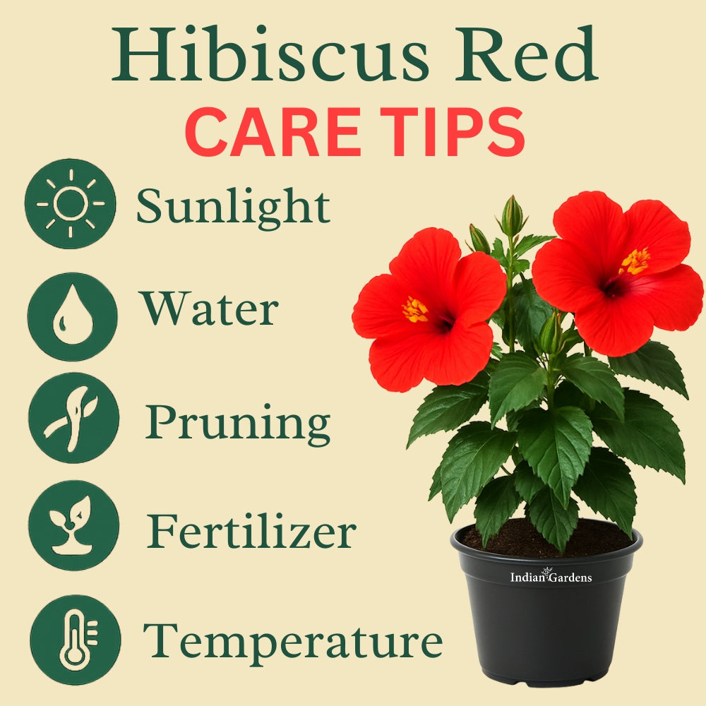 Hibiscus Red Colour – Indian Gardens