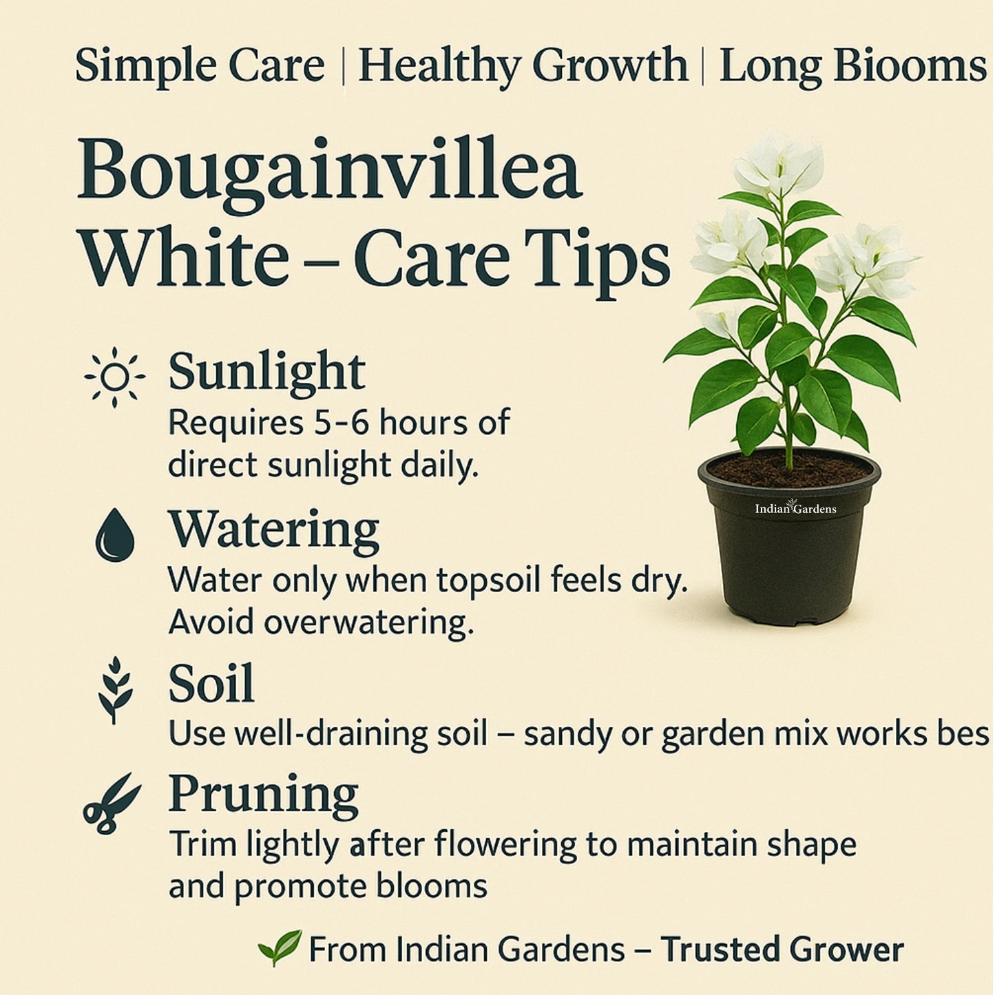 Bougainvillea (white)