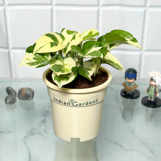 Enjoy Pothos with Premium Pot Indoor Plant