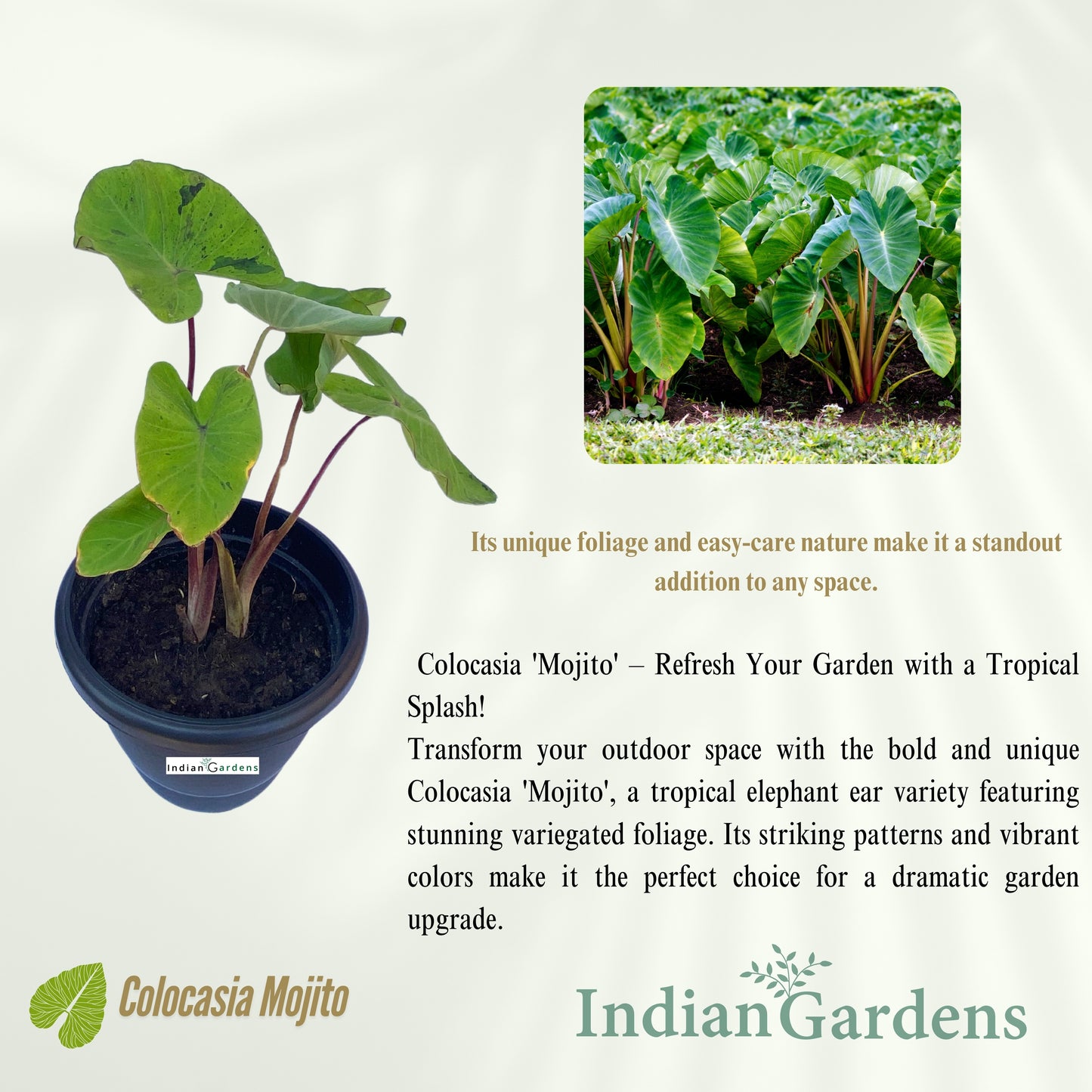 Colocasia Mojito