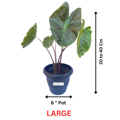 Colocasia Scarp Hub