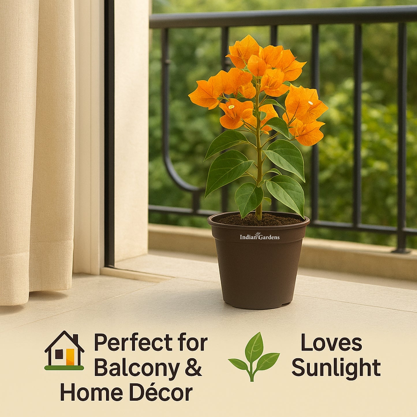 Bougainvillea ( Orange )