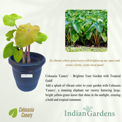 Colocasia Canary