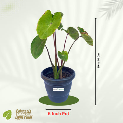 Colocasia Light Pillar Indoor Plant