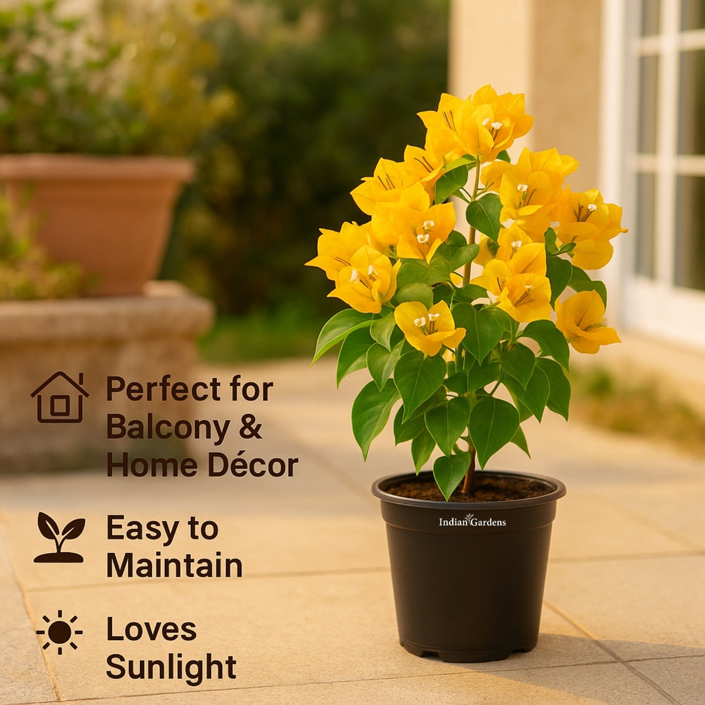 Bougainvillea (Yellow )