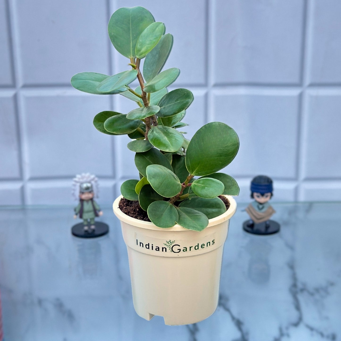 Ficus Plant with Premium Pot Indoor Plant