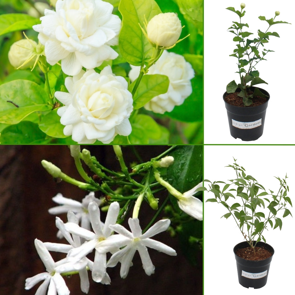 Mogra & Nithiyamalli