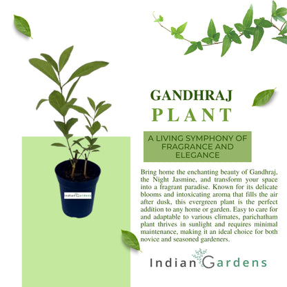 Gandhraj Plant with 4 inch Pot