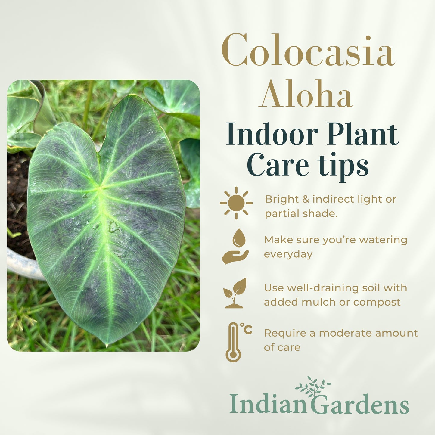 Colocasia Aloha