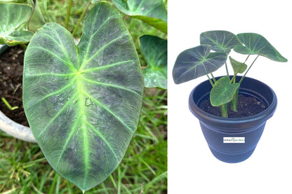 Colocasia Aloha