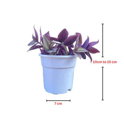 Wanttering Jew plant with white premium pot indoor Plant