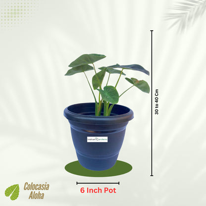 Colocasia Aloha