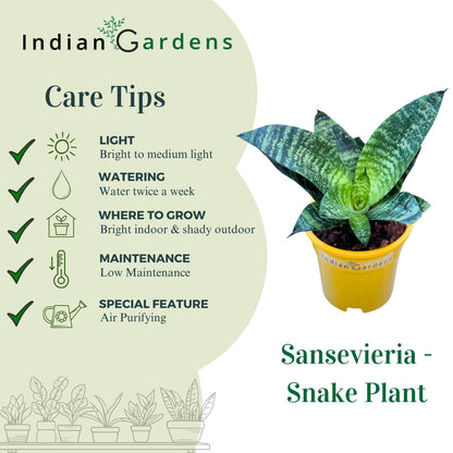 Sansevieria- Snake Plant with Premium Pot Indoor Plant