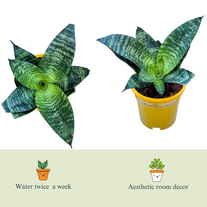 Sansevieria- Snake Plant with Premium Pot Indoor Plant