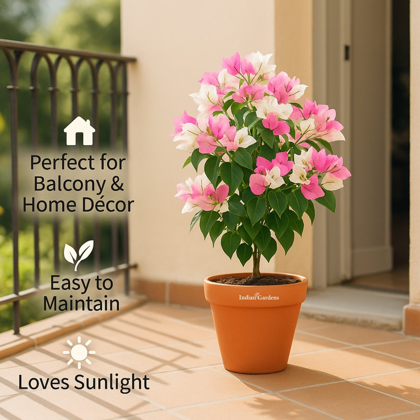 Bougainvillea ( White, Pink )