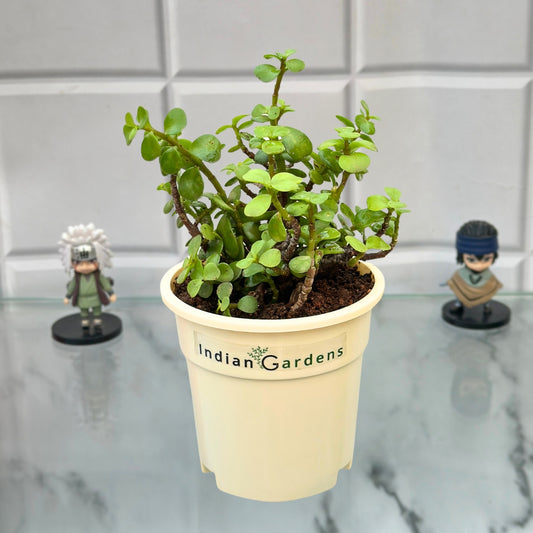 Jade with Premium Pot Indoor Plant