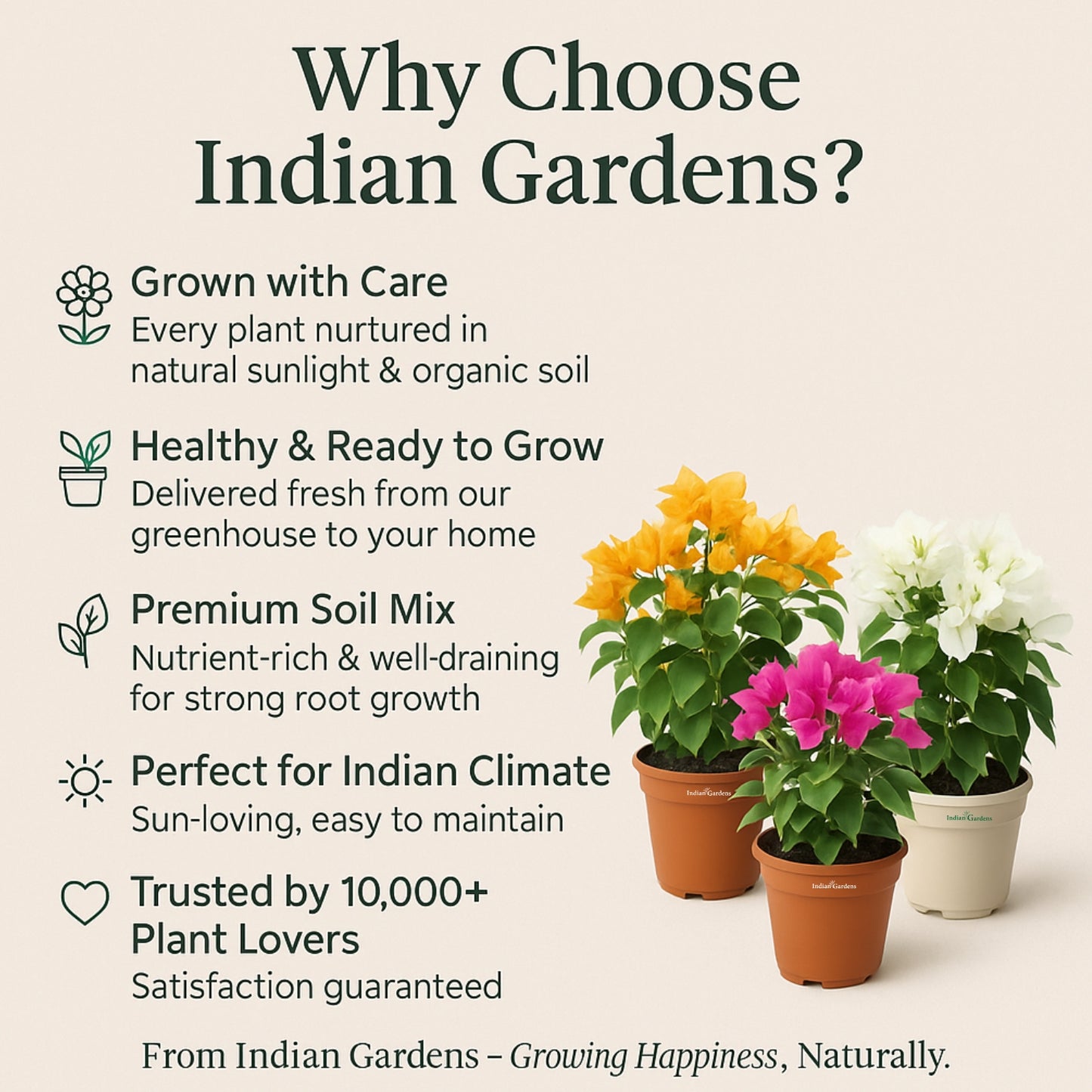 Bougainvillea ( Orange )