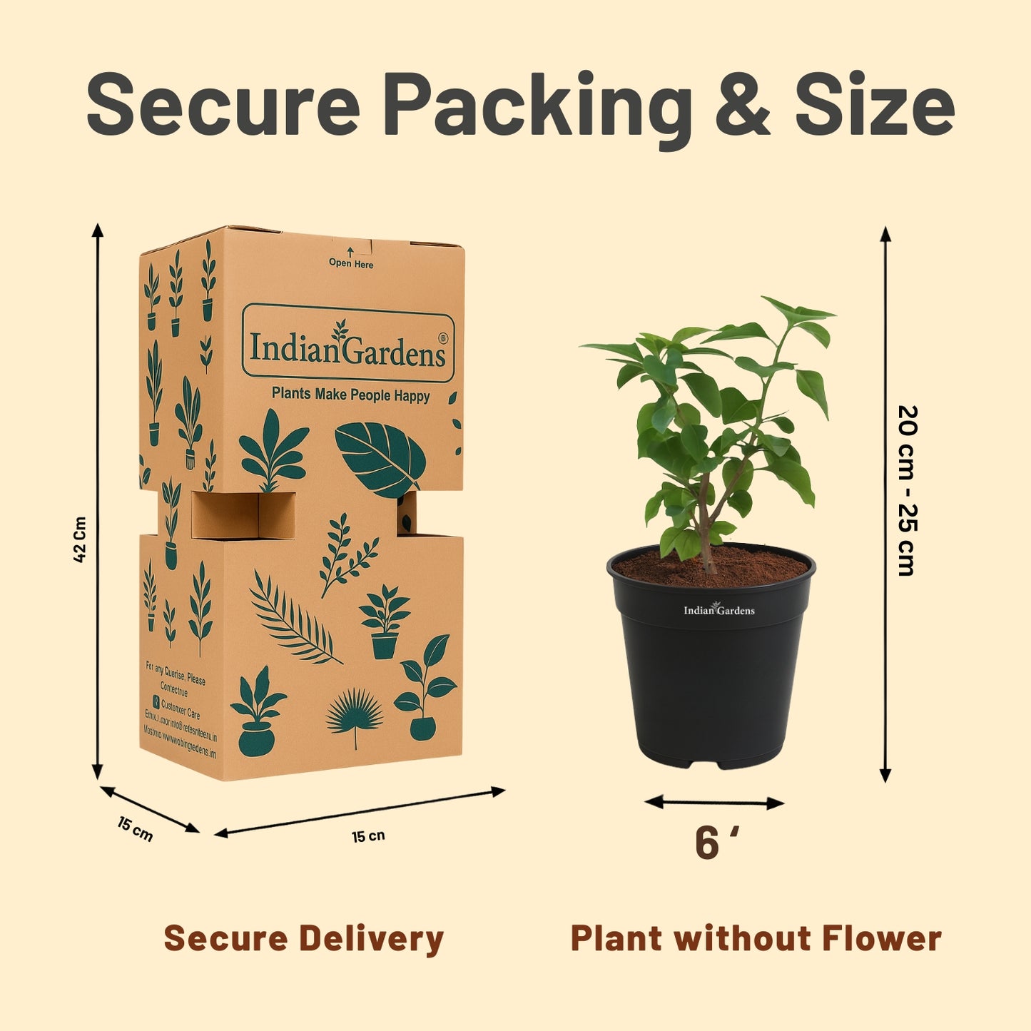 Bougainvillea (Yellow )