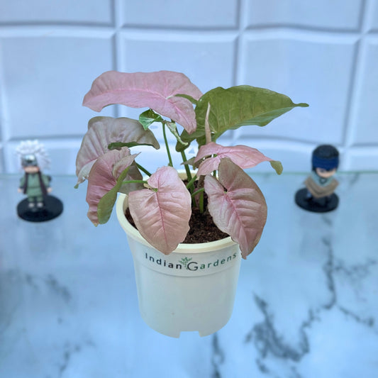 Syngonium Pink with Premium Pot Indoor Plant