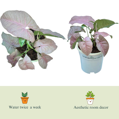 Syngonium Pink with Premium Pot Indoor Plant