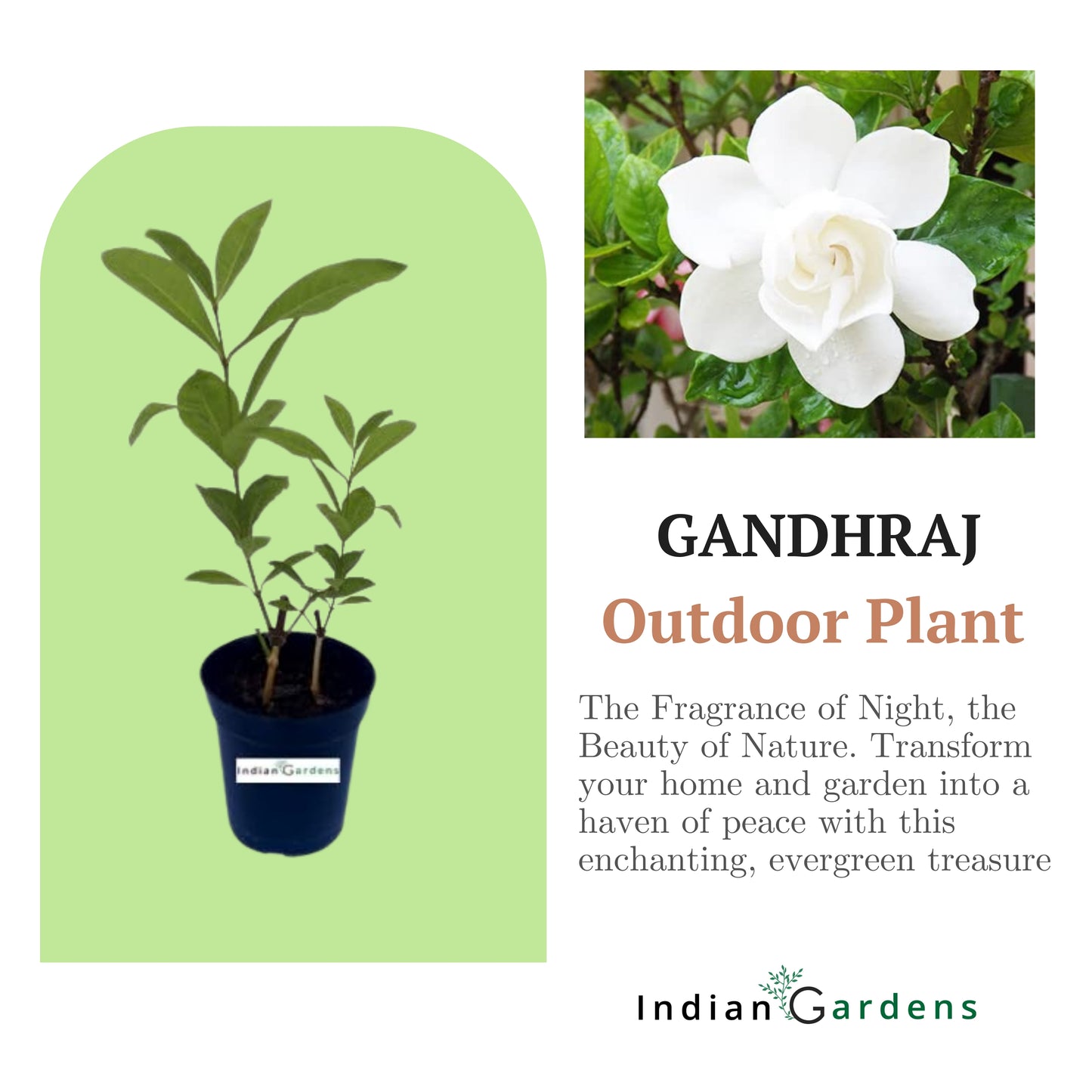 Gandhraj Plant with 4 inch Pot