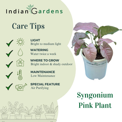 Syngonium Pink with Premium Pot Indoor Plant