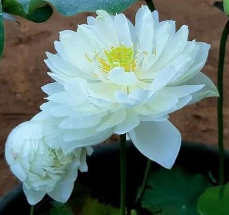 White Peony Lotus ( code 08 )