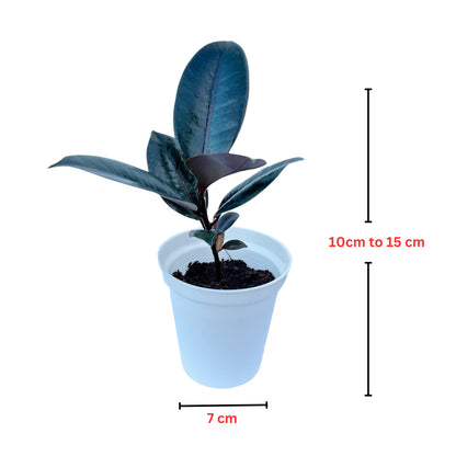 Ficus Elastica Rubber Black indoor live plant White pot