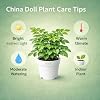 Indian Gardens – China Doll Indoor Live Plant | 4 Inch Self Watering Pot | Lush Green Decorative Houseplant | Easy to Grow | Ideal for Indoor Home Decor Plant