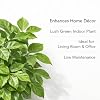 Indian Gardens – China Doll Indoor Live Plant | 4 Inch Self Watering Pot | Lush Green Decorative Houseplant | Easy to Grow | Ideal for Indoor Home Decor Plant