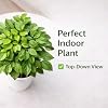 Indian Gardens – China Doll Indoor Live Plant | 4 Inch Self Watering Pot | Lush Green Decorative Houseplant | Easy to Grow | Ideal for Indoor Home Decor Plant