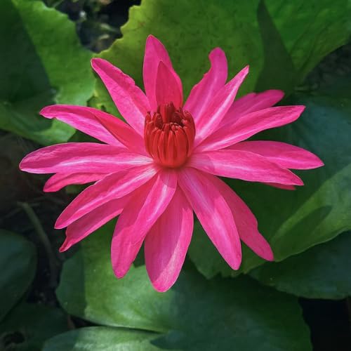 Waterlily ( Pink ) ( Code 8 )
