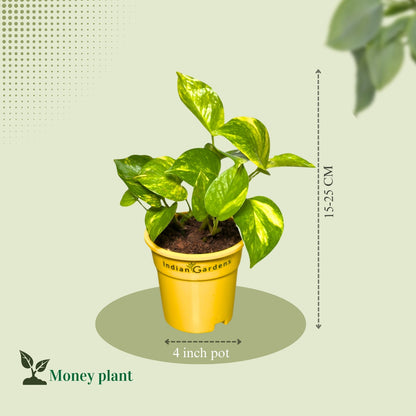 Money Plant with Premium Pot Indoor Plant