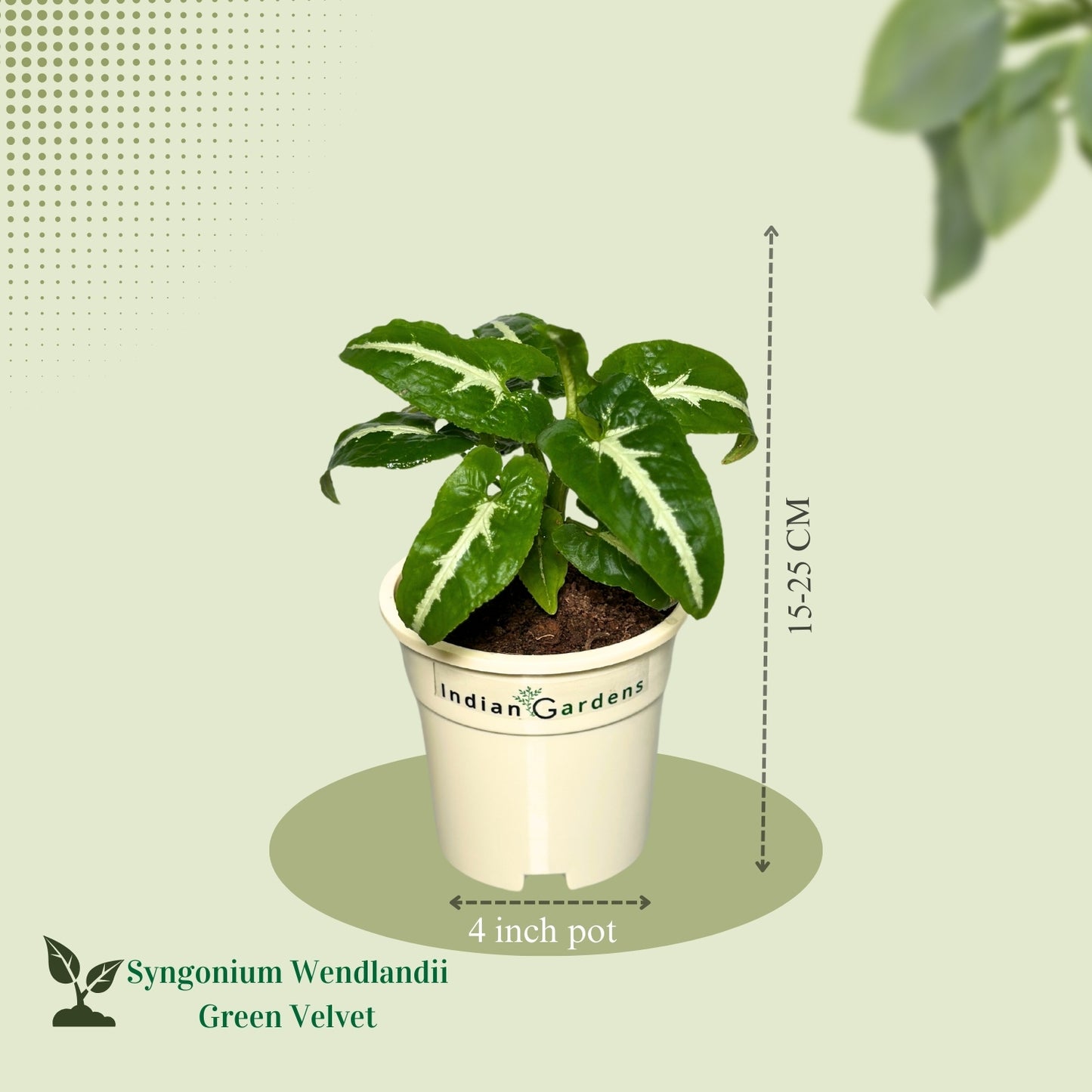 Syngonium Wendlandii  with Premium Pot Indoor Plant